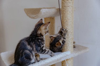 İki güzel üç renkli kedi yavrusunun portresi. Bir yaz günü bir genelevde otururken asılı bir oyuncakla oynayıp eğleniyorlar. Yakın plan. Hayvan yaşam tarzı konsepti.