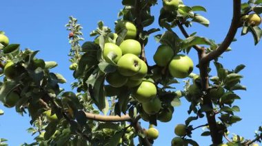 Bir dalda bir sürü olgun yumurta var. Sıcak bir yaz akşamında, bahçedeki sıcak rüzgarda sallanıyor. Mavi gökyüzüne karşı. Bahçe işleri, hasat kavramı..