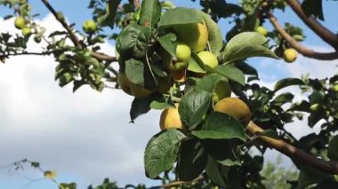 Olgun yumurtaların olduğu bir dal, sıcak bir yaz akşamında bahçede yavaşça rüzgarda sallanıyor. Bahçe işleri, hasat kavramı..