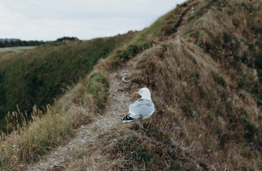 Arkadan duran gri beyaz güvercinlerden biri, açık bir bahar günü Etretat, Normandiya, Fransa 'da kuzey denizi yakınlarındaki bir dağın zirvesine çıkan bir yolda duruyor..