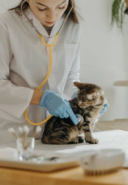 Beyaz önlüklü, mavi eldivenli, esmer, genç bir beyaz kız kedi yavrusunun kalp atışlarını sarı steteskopla dinliyor. O da masada oturup süreci izliyor.