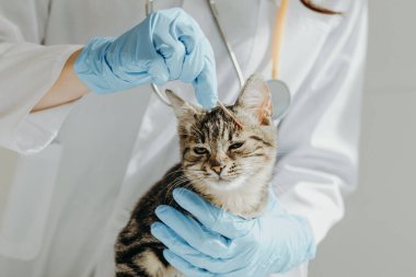 Beyaz önlüklü ve mavi eldivenli, tanınmayan genç bir beyaz kız veteriner, bir masanın üzerinde sakince oturan mantar çubuğuyla sol gözünün üstünde oturan bir kedinin yüzünü tedavi ediyor.