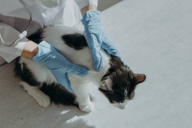 Beyaz önlüklü, mavi eldivenli, tanınmayan genç bir beyaz kız veteriner, siyah beyaz benekli bir kedi yavrusundaki pireler için boyun bölgesindeki kürkü inceliyor.