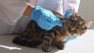 Beyaz önlüklü, mavi eldivenli, tanınmayan genç bir beyaz kız veteriner, mantar mantarına pamuklu çubukla sürtünüyor.