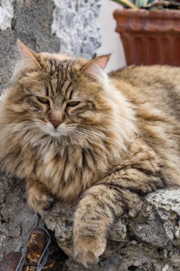 Güzel, uzun saçlı kahverengi bir kedinin portresi. Pençeleri bir taş korkulukta sallanıyor. Bir yaz günü Positano, İtalya 'da bir saksının içinde çiçek taşıyor.