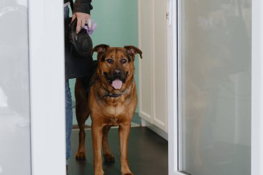 Güzel bir çoban köpeğinin portresi açık ağızlı ve dili boynunda tasmayla sallanan bir halde veteriner kliniğinde bahar günü randevusunu bekleyen sahibinin yanında duruyor.