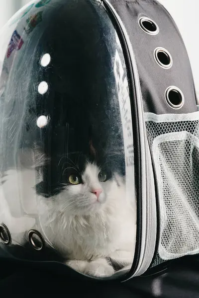 Sakin bir siyah beyaz kedinin portresi veteriner kliniğindeki şeffaf sırt çantasından uzağa bakıyor. Randevu gününü bekliyor. Yan görüş çok yakın. Veterinere konsept ziyaret, evcil hayvanlar zaman yolculuğu.