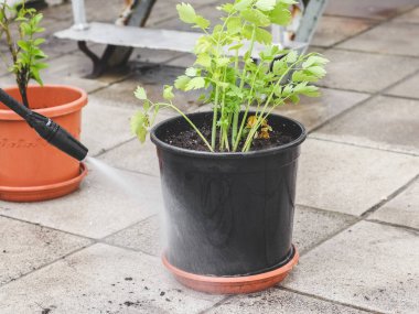 Bir adam evinin arka bahçesinde Karcher su jetiyle yemek yemek için otlarla siyah plastik bezelyeleri yıkıyor. Bahçe işleri, sulama yeşillik çiçekleri, evde, baharda