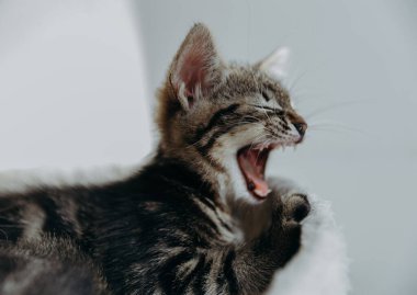 Üç renkli güzel bir kedi yavrusunun portresi. Bir yaz günü bir kedi evinde yuvarlak bir yatakta uzanırken ağzı sonuna kadar açık uzanıyor ve esniyor.