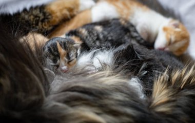 Yeni doğmuş üç renkli bir kedi yavrusu, beyaz bir yatakta uzanmış kedi annesinden süt içiyor. Hayvan yaşam tarzı kavramı.