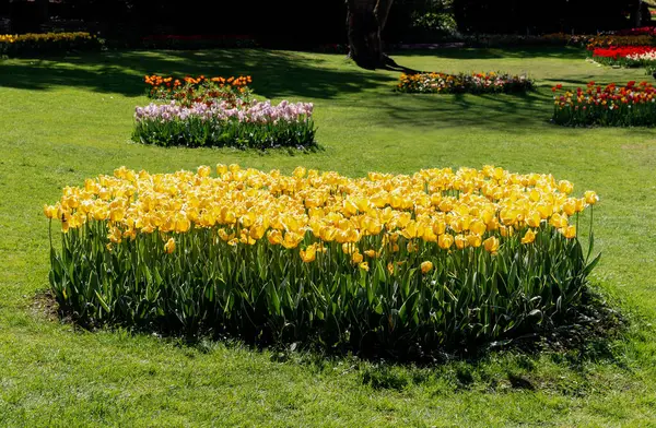 Güneşli bir bahar gününde, halka açık bir kalenin parkında büyüyen sarı Purissima lalelerinin güzel manzarası, tarlanın derinliği ile kenar manzaralı. Doğal ve çiçekli arka planlar kavramı.