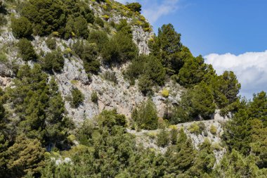 İtalya 'nın Capri adasında yaz güneşli bir günde yürüyüş yolu olan bir uçurumun kenarında ağaç ve bitki yetiştirme manzarası. Doğa altyapısını ve dokularını kavra.