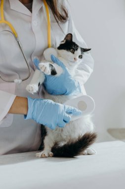 Beyaz önlüklü, mavi eldivenli, tanınmayan genç bir beyaz kız veteriner siyah beyaz benekli bir kedi yavrusunu taramak için özel bir tarak kullanıyor. Gün içinde, bir ev ofisinin gri taş bir masasında elinde tutuyor.