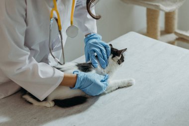Beyaz önlüklü ve mavi eldivenli tanınmayan genç bir beyaz kız veteriner, gün boyunca bir ev ofisinin masasında sessizce oturan, siyah ve beyaz benekli bir kedi yavrusundaki pireler için boyun bölgesindeki kürkü inceliyor.
