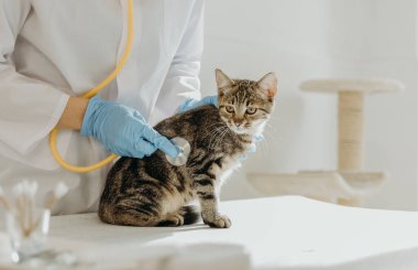 Beyaz önlüklü, mavi eldivenli, tanınmayan genç bir beyaz kız veteriner, üç renkli bir kedinin kalp atışını sarı bir steteskopla dinliyor. Gün boyunca bir ev ofisinin masasının kenarına oturuyor ve yakından bakıyor.