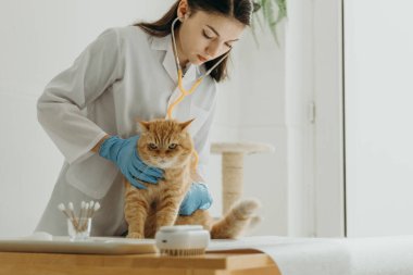 Beyaz önlüklü ve mavi eldivenli genç, beyaz tenli güzel bir veteriner sarı steteskoplu bir zencefil kedinin kalp atışlarını dinler. Gün içinde, alt taraftaki bir ofisteki masaya oturur ve ona bakar.