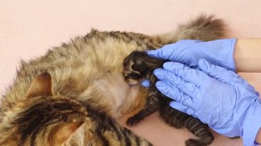 Mavi eldivenli genç bir doktor, ameliyattan sonra anne kedinin sütü içmesine yardım ediyor. Hem de bir klinikte, yavaş çekimde. Çocuklar ve evcil hayvanlar, sağlıklı hayvan yaşam tarzı.