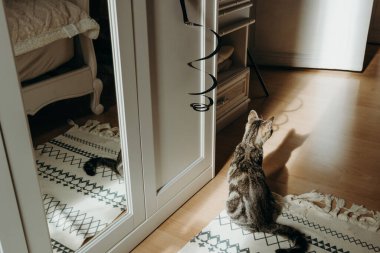 Küçük, güzel bir kedi yavrusu, güneşli bir yaz gününde, beyaz bir dolapta asılı duran siyah spiral bir oyuncakla oynadıktan sonra arkada oturur ve dinlenir. Modern yaşam tarzı evcil hayvanları düşünün, oyun zamanı.