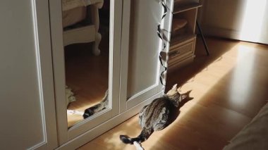 Küçük, güzel bir kedi yavrusu, güneşli bir yaz gününde, yatak odasındaki beyaz bir dolaba yapıştırılmış siyah spiral asılı bir oyuncağı yavaş çekimde yere oturuyor. Modern yaşam tarzı evcil hayvanları düşünün, oyun zamanı.
