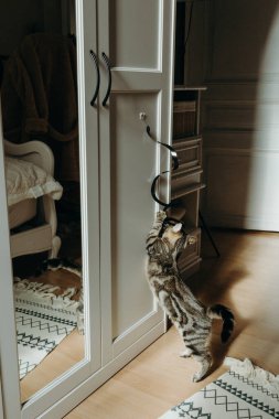 Küçük, güzel bir kedi yavrusu yatak odasındaki beyaz bir dolaba yapıştırılmış siyah spiral bir oyuncağı ısırarak zıplama oyunu oynuyor. Güneşli bir yaz gününde aynaya yansıyor. Modern yaşam tarzı evcil hayvanları düşünün, oyun zamanı.