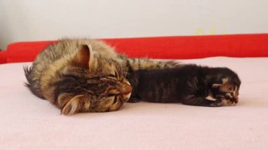 Bir anne kedi, yeni doğmuş kedi yavrusunu yalıyor ve kaçmaya çalışıyor. Bir klinikte, alt tarafı yavaş çekimde, yatağın üzerinde yatıyor. Sağlıklı yaşam tarzı, evcil hayvan bakımı, yeni hayat kavramı.