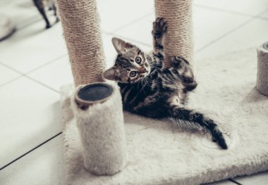 Kedi evinde cici bir şekilde oynayan üç renkli bir kedi yavrusunun portresi jüt ipliğin onarımı ve değiştirilmesi için parçalara ayrılmış, bir yaz günü mutfakta kameraya bakıyor, yakından bakıyor. Yurtiçi yaşam tarzı kavramı