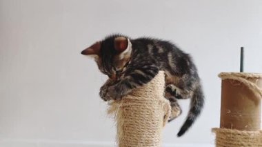 Küçük, güzel bir kedi yavrusu, yaz günü mutfakta parçalanmış bir evin jüt iplikçikleriyle tüpler üzerinde ilginç bir şekilde oynar. Yan manzara yavaş çekimle çok yakındır. Kedi evi yenileme kavramı, jüt ipliğin değişimi, yeni bir hayat.