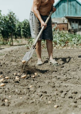 Yaşlı, beyaz, beline kadar yırtık şortlara ve galoşlara batmış bir adamın portresi. Güneşli bir yaz gününde bir evin arka planına karşı bir köy bahçesinde kürekle küçük patatesleri eşeliyor. Konsept: