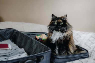 Meksika şapkalı yeşil gözlü güzel, uzun saçlı bir kedi, içinde eşyalar ve pasaport olan açık bir bavulun içinde yatıyor. Bir yaz günü yatak odasındaki yatakta uzanıyor ve kameraya tatlı bir şekilde bakıyor..