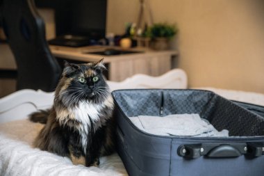 Güzel, uzun saçlı, safkan bir kedi bir bavulun yanında oturuyor, yatak odasındaki yatağa oturuyor ve düşünceli bir şekilde yan tarafa bakıyor..