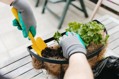 Bahçe eldivenli genç beyaz adam asma kabına sardunya çiçeği ekiyor arka bahçenin üst tarafında duran sarı kürekle toprak ekliyor çok yakından. Çiçek saksısı dikmek.