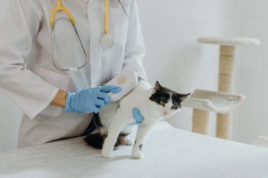 Beyaz önlüklü, mavi eldivenli, tanınmayan genç bir beyaz kız veteriner siyah beyaz benekli küçük bir kediyi taramak için buhar tarağı kullanıyor. Gün boyunca bir ev ofisindeki gri taştan bir masada sessizce oturuyor.