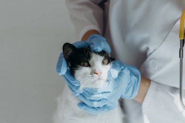 Beyaz önlüklü ve mavi eldivenli, tanınmayan genç bir beyaz kız veteriner, gün boyunca bir ev ofisinin masasında sessizce oturan siyah ve beyaz benekli bir kedinin sol gözünü inceliyor.