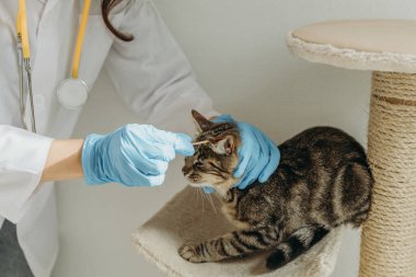Beyaz önlüklü, mavi eldivenli, tanınmayan genç bir beyaz kız veteriner, mantar mantarlı bir kedinin sağ kulağını tedavi ediyor. Gün boyunca bir ev ofisinde, yatak başında sessizce oturuyor. Gitme kavramı