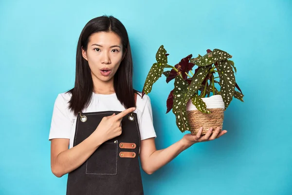 Fiatal Ázsiai Kertész Gazdaság Növény Stúdió Háttér Rámutatva Oldalra — Stock Fotó