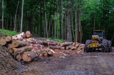 Ağır vasıflı bir kereste traktörü sık bir ormanda yeni kesilmiş büyük bir odun yığınının yanında oturur. Sahne modern ağaç kesme uygulamalarını ve kırsal alanlarda kereste toplamayı gösteriyor..