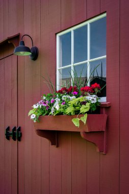 Beyaz çerçeveli bir pencerenin altında kırsal bir çiçek kutusu ve kırmızı kaplamalı siyah ahır tarzı bir aydınlatma armağı olan büyüleyici bir açık hava sahnesi. Çiftlik evinin dış yüzeyine biraz renk katarak, ekicide canlı çiçekler açar..