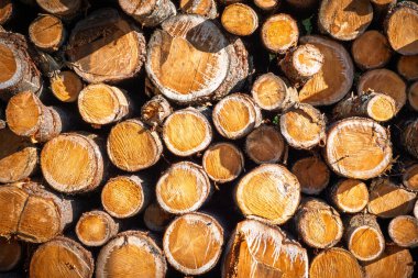Close-up view of stacked cut logs showing wood grain, bark texture, and saw marks. This natural background image is ideal for use in forestry, lumber, renewable energy, and firewood concepts.
