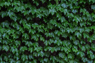 Dense Boston ivy leaves forming a natural green wall. Close-up view of lush, glossy foliage climbing a building facade, creating a vibrant living texture. Ideal for use as a botanical background, eco design element, or symbol of nature and growth.
