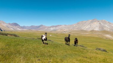 Atlar yeşil çayırdaki dağların arasından kameraya bakıyor.