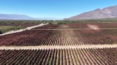 Cafayate, Salta, Arjantin 'deki üzüm bağlarının hava manzarası.