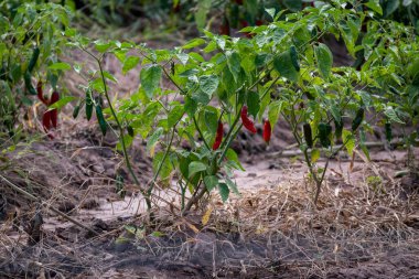 Paprika üretimi için biber fabrikası. Salta Eyaleti, Arjantin.