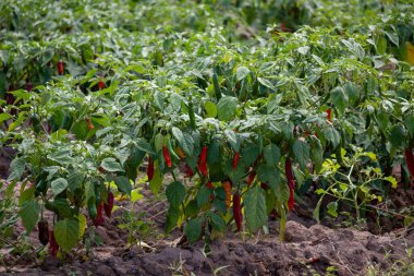 Paprika üretimi için biber fabrikası. Salta Eyaleti, Arjantin.