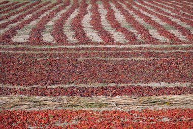 Dağ köyünde biber kuruyor Cachi, Valley Calchaquies.