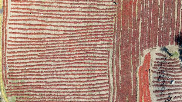 Dağ köyünde biber kuruyor Cachi, Valley Calchaquies.