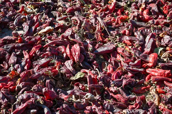 Daha sonra meşhur Cachi biberini hazırlamak için güneşte kuruyan biberler..
