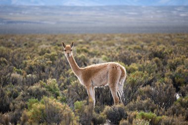 Jujuy, Arjantin 'de yalnız guanaco