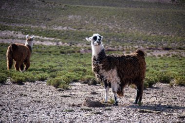 Jujuy Dağları 'ndan And Lama