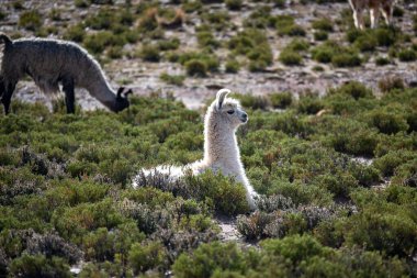 Jujuy Dağları 'ndan And Lama
