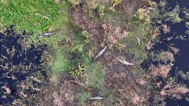 Esteros del Ibera, Arjantin 'de Koyu Timsah (Kayman yatı).